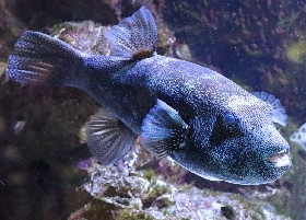 Blue-spotted Pufferfish