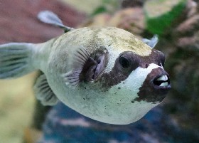 Masked Puffer