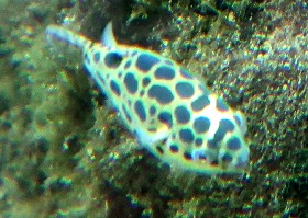 Spotted Green Puffer