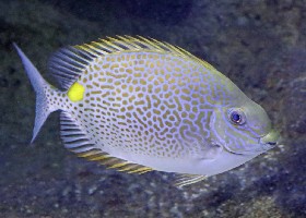Orange-spotted/Yellow-spotted Rabbitfish