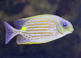 Gold-lined Rabbitfish
