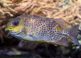 Orange-spotted/Yellow-spotted Rabbitfish