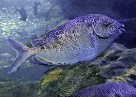Brown-spotted Rabbitfish