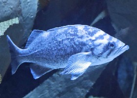 Blue Rockfish