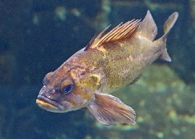 Quillback Rockfish