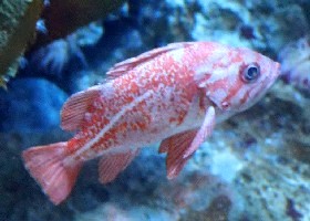 Vermilion Rockfish