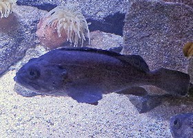 Banded Jacopever Rockfish
