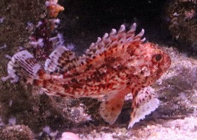 Small Red Scorpionfish