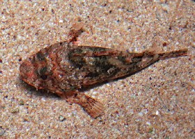 Small Red Scorpionfish