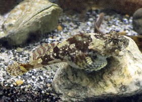 Shorthorn Sculpin