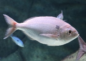 Blackspot Seabream