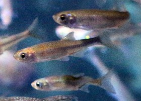 European Smelt