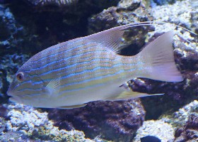 Sailfin snapper