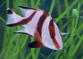 Emperor snapper subadult