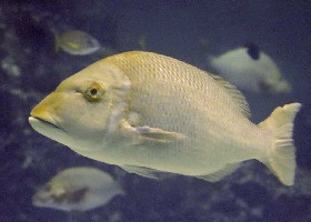 Spangled Emperor snapper