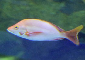 Humpback Red Snapper