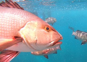 2-spot Red Snapper