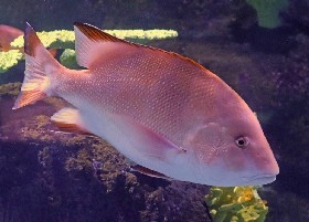 Emperor (Red) snapper