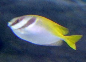 Doublebar spinefoot