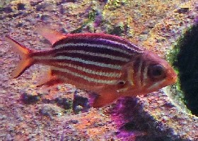 Reef Squirrelfish