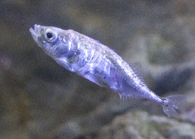 Three-spined Stickleback