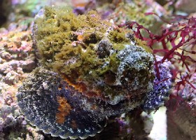Reef Stonefish