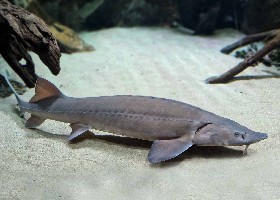 Sturgeon