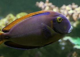 Blackspot or Eyespot Surgeonfish