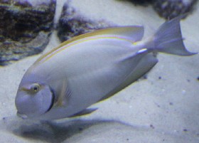 Eyestripe surgeonfish