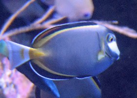 Japanese Surgeonfish
