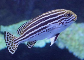 Striped Sweetlips