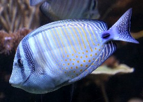 Desjardini Sailfin Tang juvenile