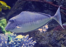 Humpbacked Unicorn Tang