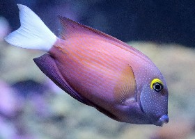 White-tailed Bristletooth Tang