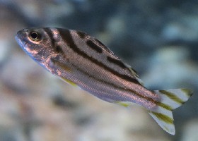 Jarbua Target Fish Crescent Grunter