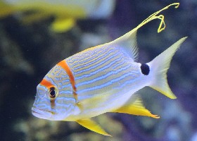 Sailfin snapper