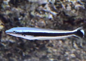 juvenile Blue Blanquillo Tilefish