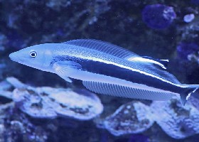 Blue Blanquillo Tilefish