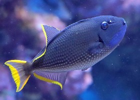 Blue-throated or Gilded Triggerfish