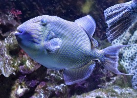 Yellow-spotted Triggerfish