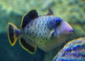 Yellow Margin Triggerfish
