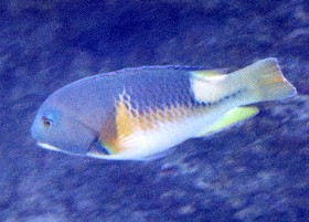 Orange-dotted Tuskfish