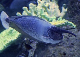 Spotted/Paletail Brevirostris Unicornfish