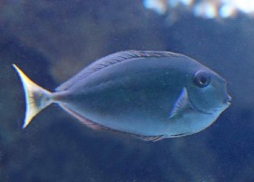 Paletail Unicornfish