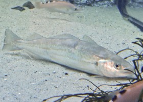 Whiting