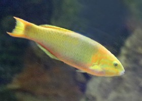 Sunset/Banana Wrasse