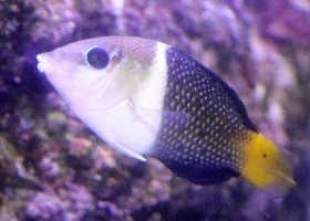 Blackeye/Thicklip Wrasse