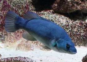 Brown Wrasse senior