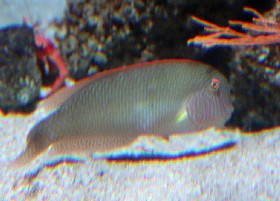 Cleaver Wrasse Pearly Razorfish