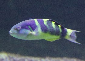 Jansen's Wrasse